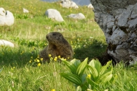 Marmotta 2a