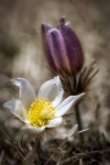 Pulsatilla 2013