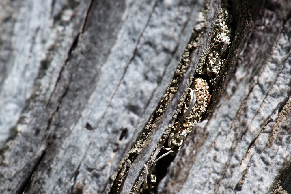 I licheni nella fessura