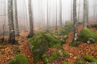 La faggeta..nella nebbia