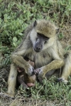 Babbuini madre e piccolo