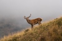 Cervo nella nebbia