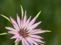 tragopogon porrifolius 2