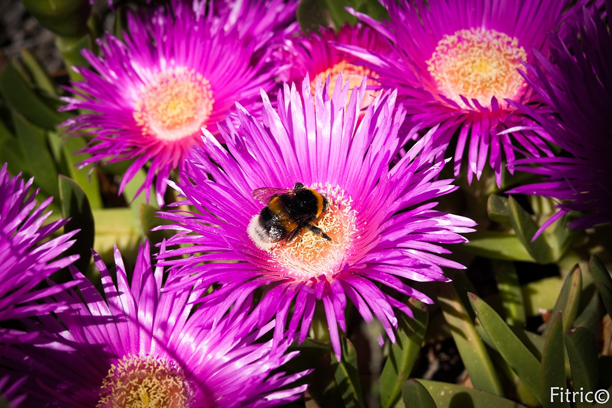 Delosperma Grandiflorum with bumble-bee