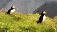 Puffin - Iceland