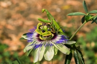 Mantide  Religiosa sulla passiflora