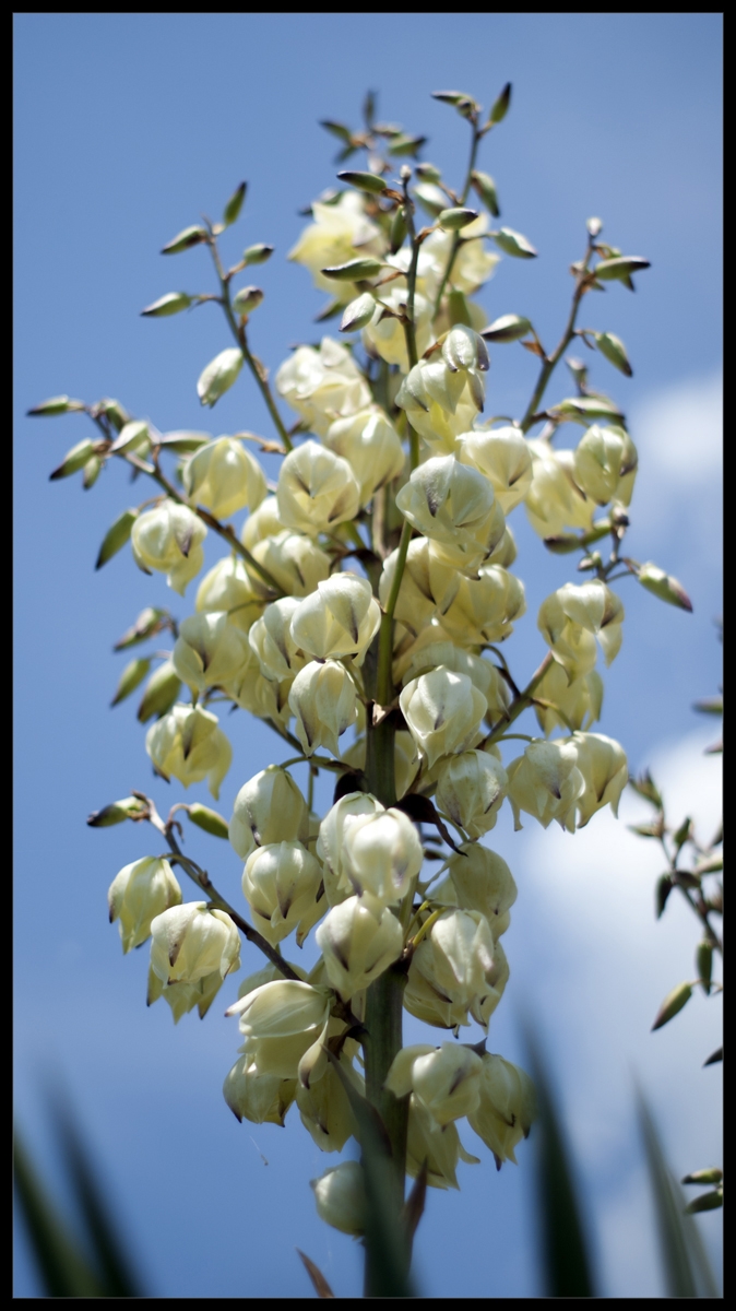 Il magnifico fiore della Yucca Flaccida